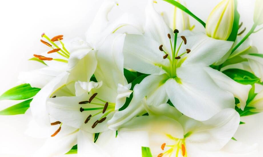 Sztuka florystyki pogrzebowej – jak wieńce wyrażają emocje?
