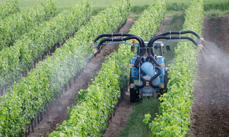 Najlepsze praktyki nawożenia borówek azotem: co warto stosować?