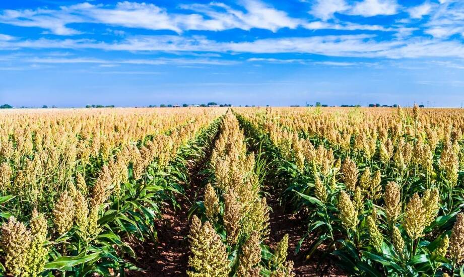 Jak mieszanka zbożowa jara przyczynia się do ekologicznej uprawy zbóż?