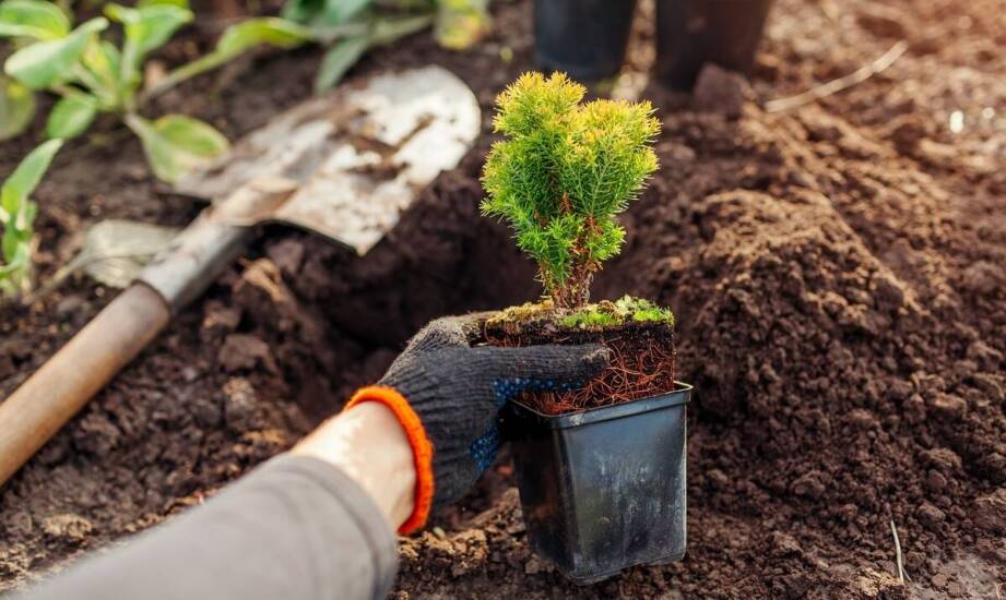 Wpływ kwalifikowanych nasion na odporność roślin na choroby