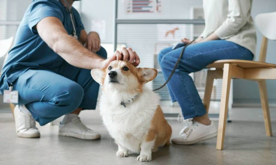 Najlepsze mokre karmy dla psów z wrażliwym żołądkiem