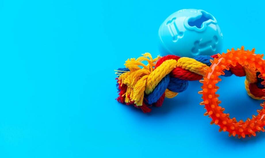 Jak przygotowywane są szczenięta owczarka niemieckiego do nowego domu?