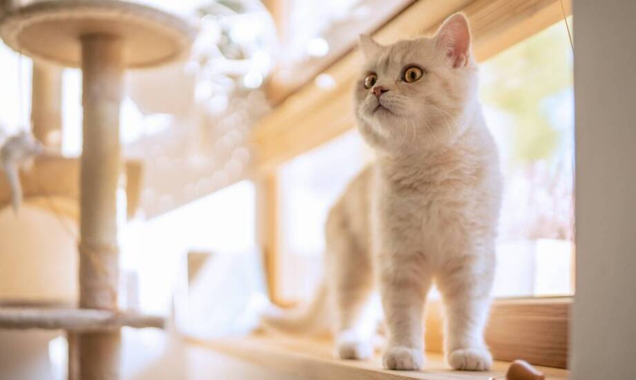 Jak socjalizowane są kocięta w hodowli kotów British Shorthair?