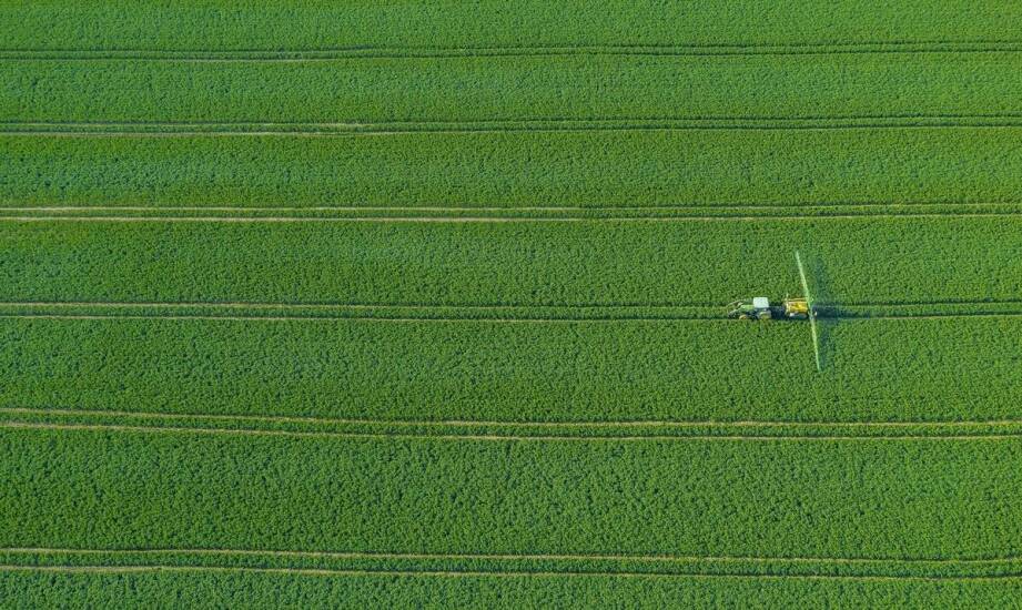Sansevieria cylindrica – jak nawozić, aby pobudzić kwitnienie?