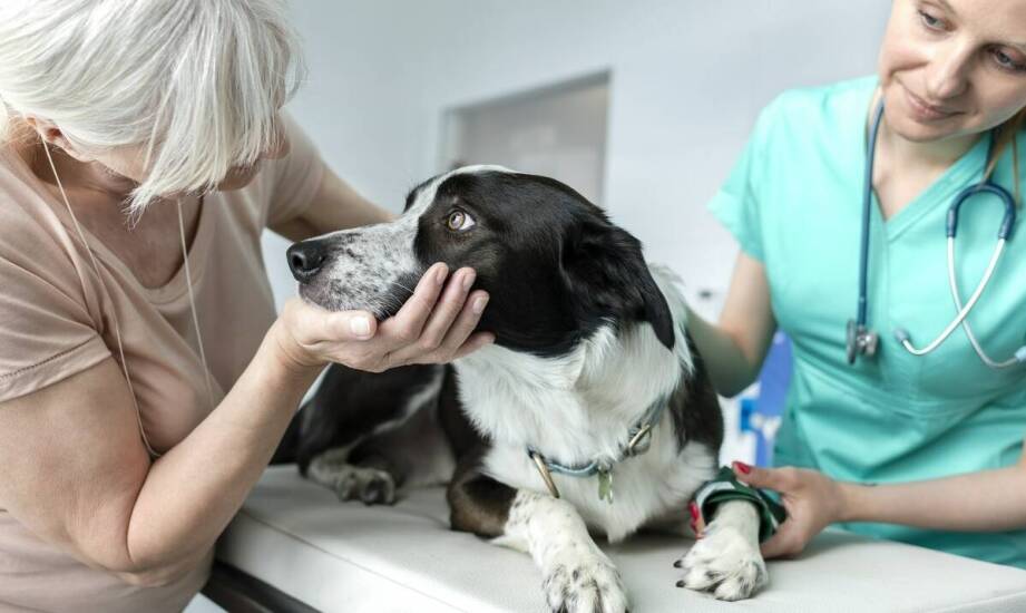 Jak rozpoznać pierwsze objawy chorób dermatologicznych u zwierząt?