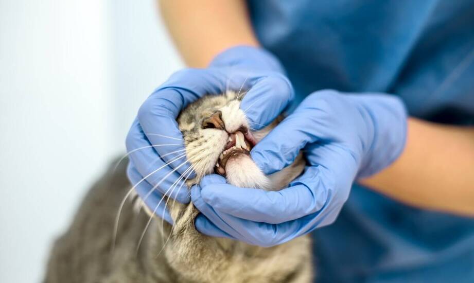 Korzyści płynące z profesjonalnej opieki stomatologicznej dla kotów