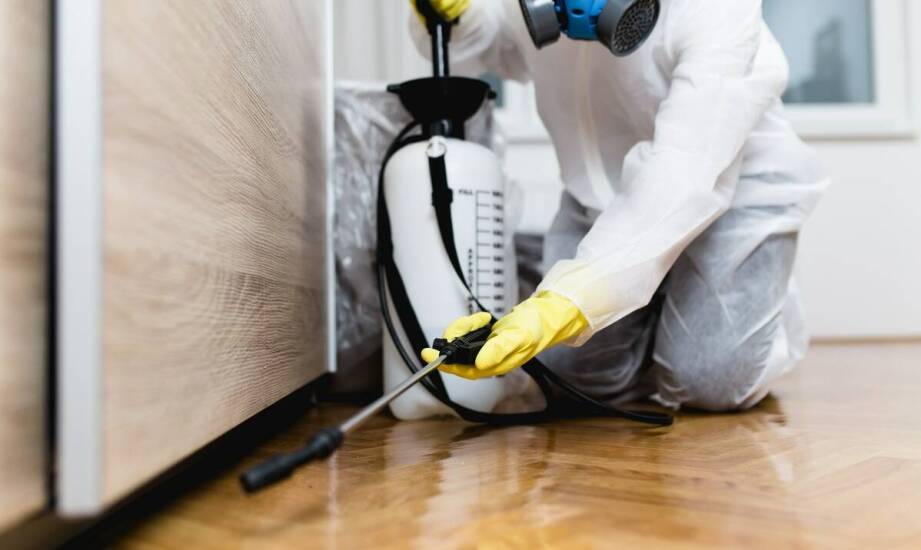 Prusaki w lokalach gastronomicznych – jak je skutecznie zwalczać?