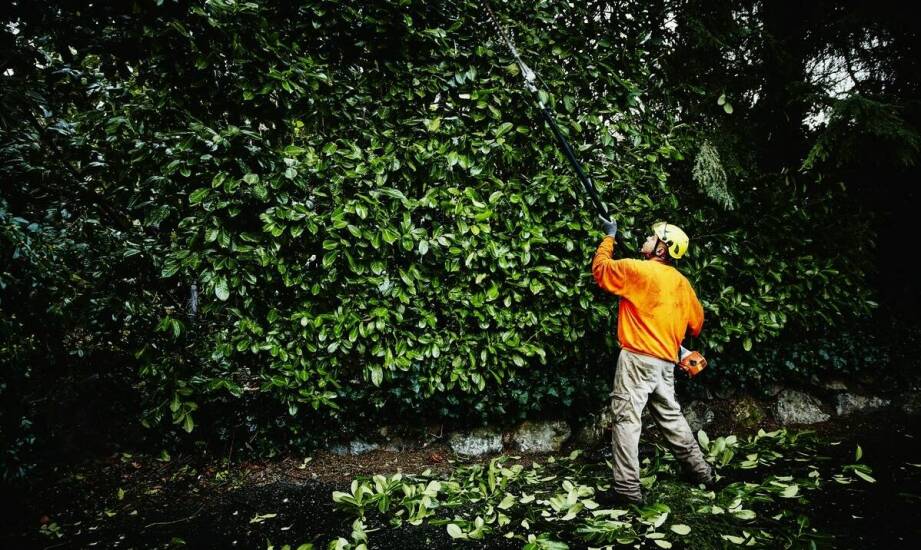 Cięcie drzew w miejscach publicznych – jak przebiega proces?
