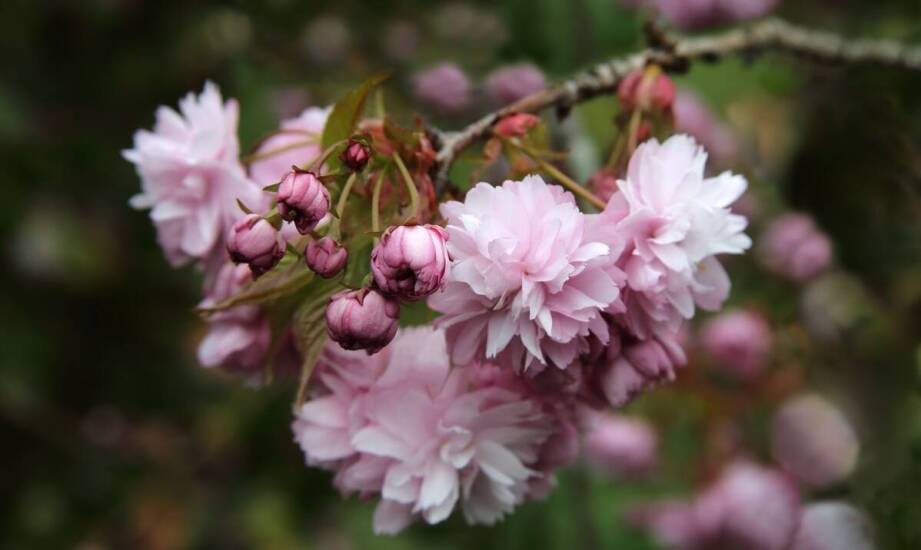 Czereśnia niskopienna jako element zielonego projektu miejskiego ogrodu