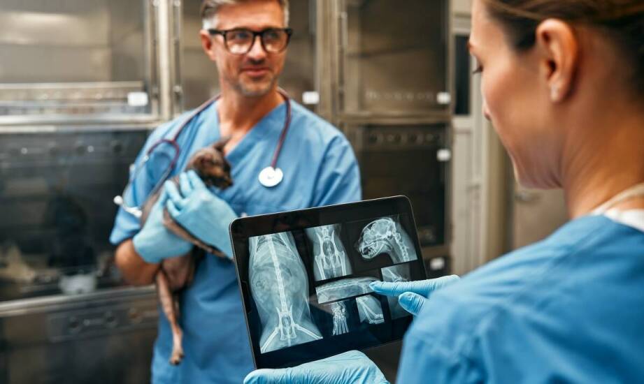 Jakie są objawy problemów neurologicznych u małych zwierząt i jak je diagnozować?