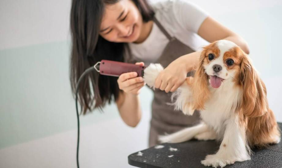 Jak grooming może pomóc w wykrywaniu problemów zdrowotnych u psów?