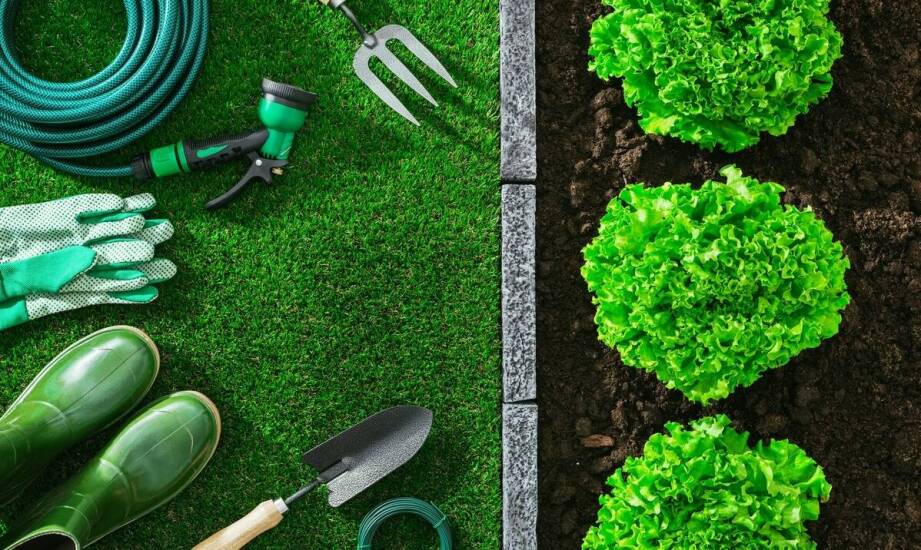 Jak ziemia ogrodowa wpływa na odżywianie i wzrost drzew w mieście?