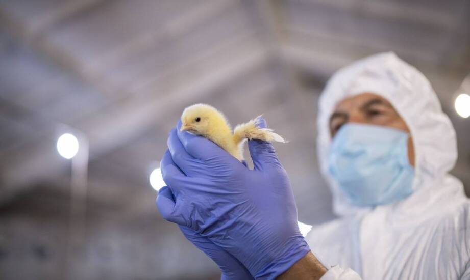 Jak systemy wentylacyjne wpływają na komfort pracy hodowcy