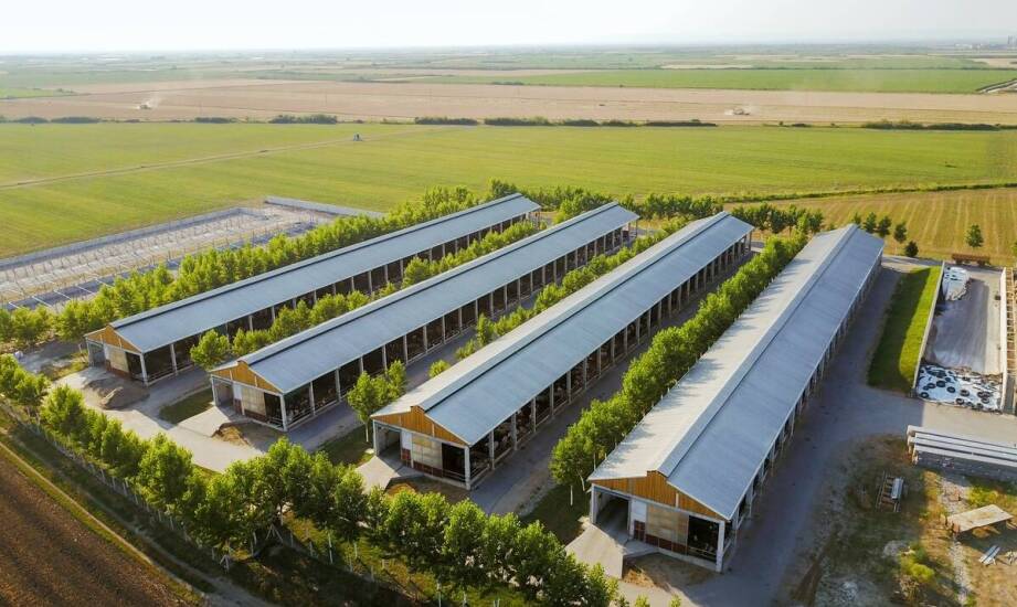 Jakie są zalety automatycznych żłobów dla koni?