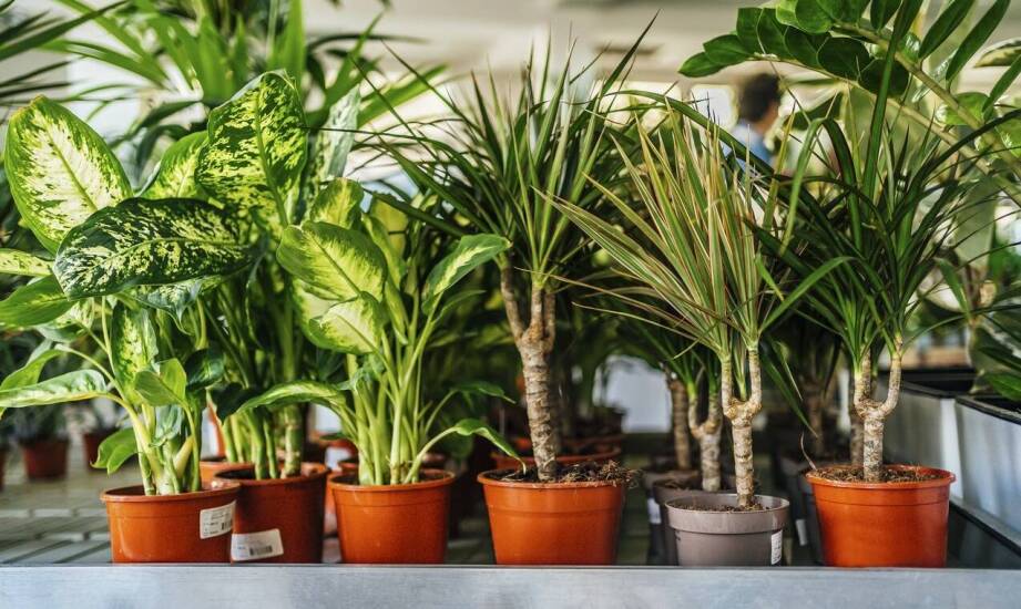 Jak wybrać egzotyczne drzewo do nowoczesnego wnętrza?