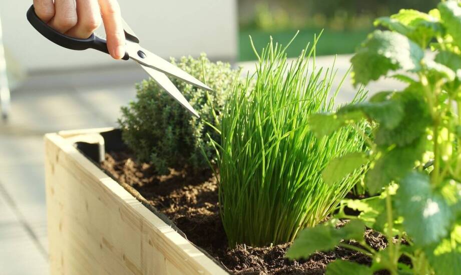 Najlepsze zioła ogrodowe do uprawy na balkonach