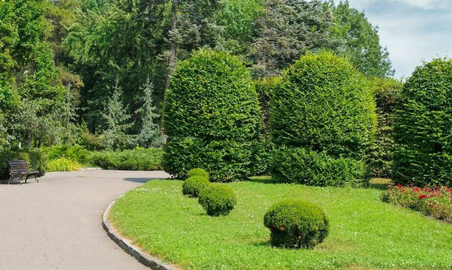 Klon pospolity w aranżacji przestrzeni rekreacyjnych