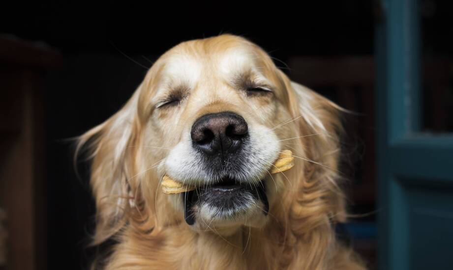 Jak producenci karmy dla zwierząt odpowiadają na rosnące zapotrzebowanie na ekologiczne produkty?