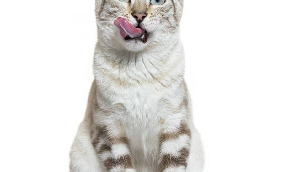 Jakie korzyści niesie ze sobą świeże mięso w karmach dla kotów?