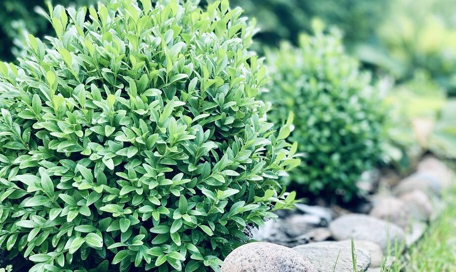 Jakie są najczęstsze błędy przy wyborze krzewów ozdobnych?