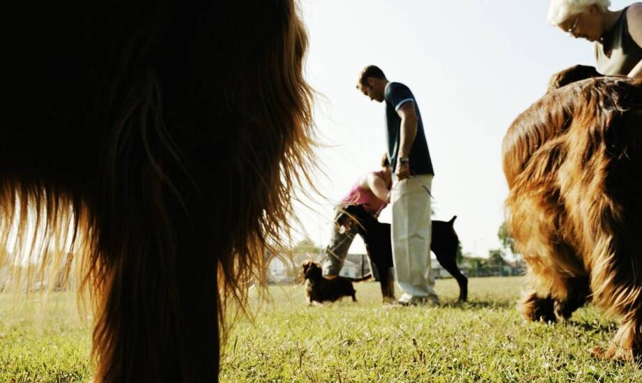 Jakie wyzwania stoją przed "trenerem psów" przy pracy z rasami obronnymi?