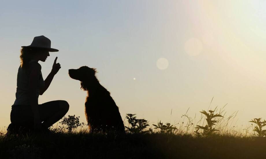 Rola zaufania między psem a przewodnikiem w szkoleniu obronnym