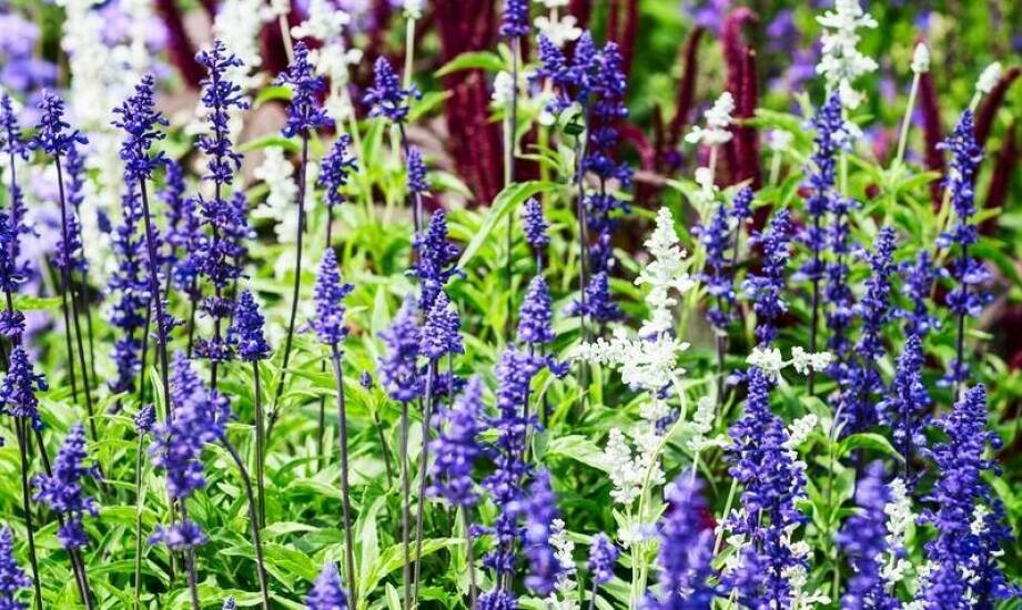 Bylica piołun nasiona – ekologiczne podejście do zakładania łąk kwietnych