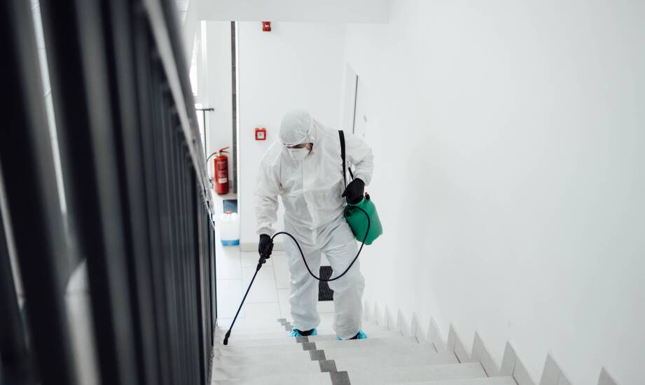 Najczęstsze insekty w Gdańsku i jak je skutecznie zwalczać