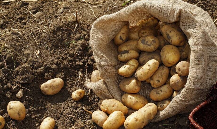 Dlaczego warto inwestować w ziemniaki obrane dla gastronomii?