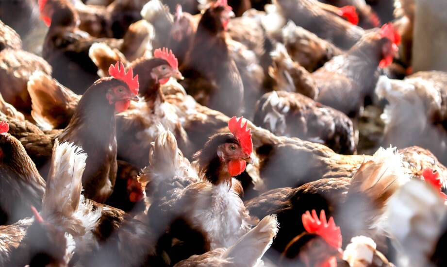 Wpływ regularnego serwisowania skubarki do drobiu na efektywność produkcji