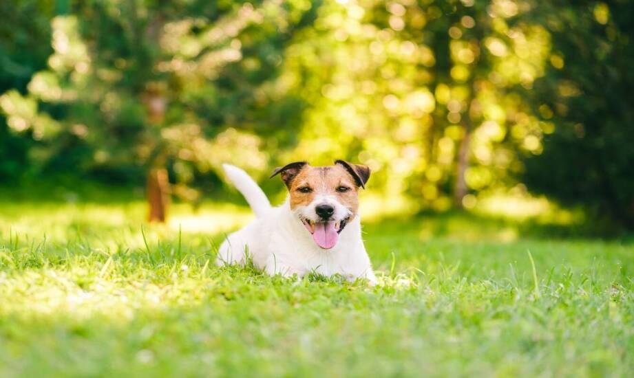 Jakie akcesoria ułatwią przechowywanie frisbee do zabawy?