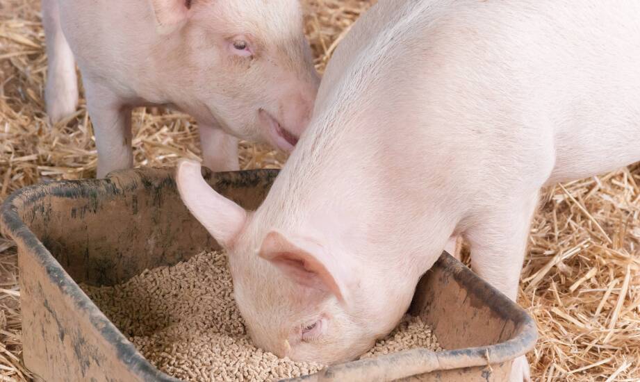 Jakie znaczenie mają witaminy i minerały w paszach dla trzody chlewnej?