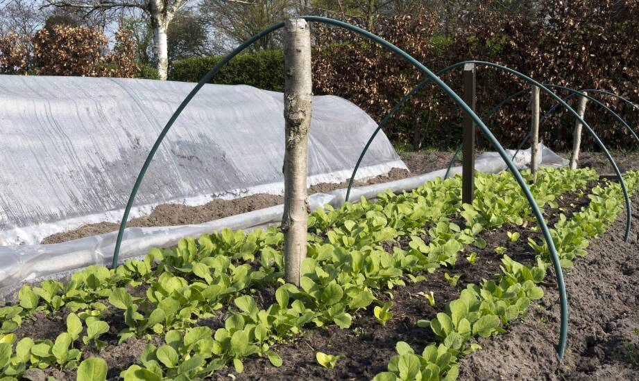 Zalety tunelu ogrodowego 2x3 dla początkujących ogrodników