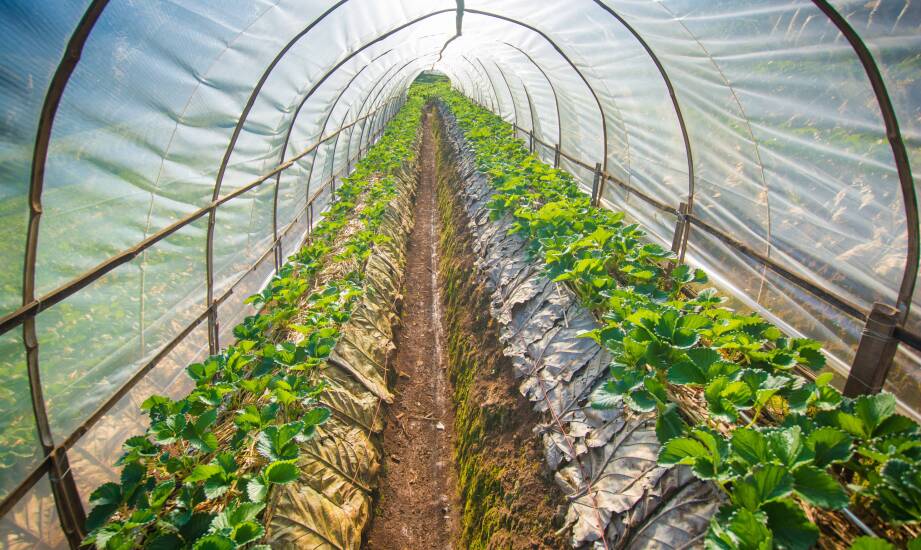 Jakie są różnice między różnymi modelami tuneli foliowych 2x3?