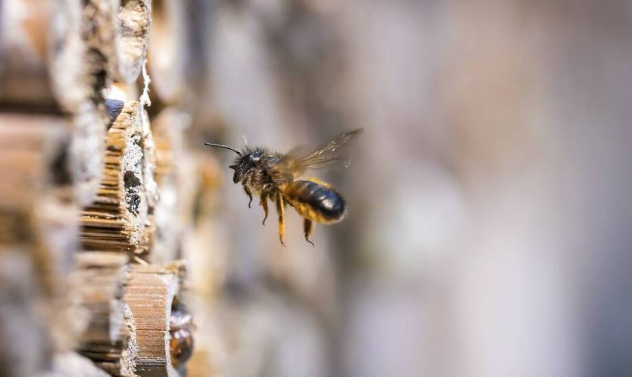 Jakie są oznaki obecności os i szerszeni w obiektach komercyjnych?