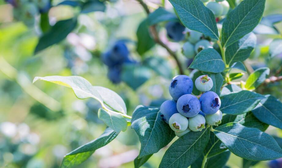 Wpływ warunków klimatycznych na rozwój sadzonek borówki amerykańskiej