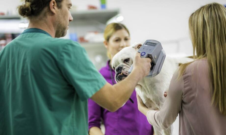 Jak pomiar ciśnienia krwi wpływa na diagnostykę weterynaryjną w Krakowie?