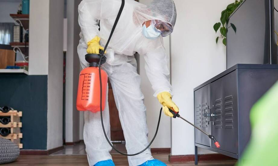 Dlaczego warto zlecić deratyzację profesjonalistom?