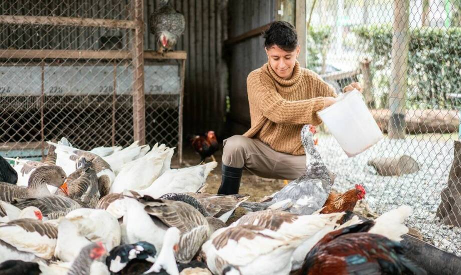 Efektywność mieszania składników w poziomym paszowozie