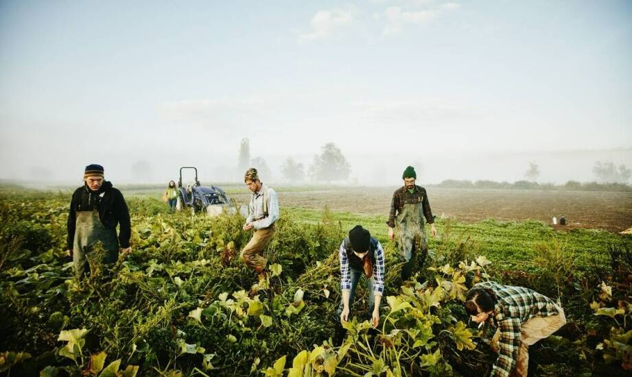 Jak paszowóz na testy może zrewolucjonizować Twoje gospodarstwo?