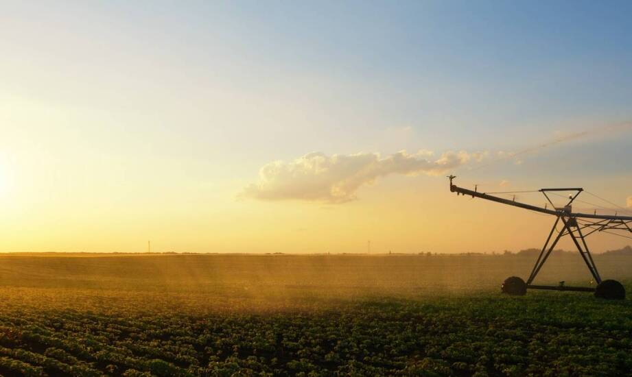 Rola specjalistycznych testów fitosanitarnych w produkcji cebuli