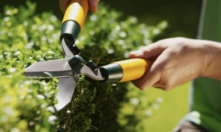 Zalety korzystania z usług specjalistów przy formowaniu żywopłotów