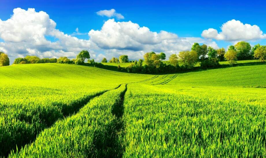 Wpływ biostymulatorów na odporność zbóż na niekorzystne warunki pogodowe