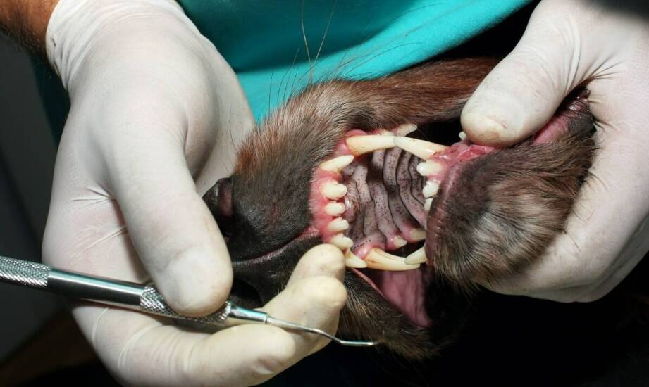 Rola stomatologii w poprawie jakości życia zwierząt