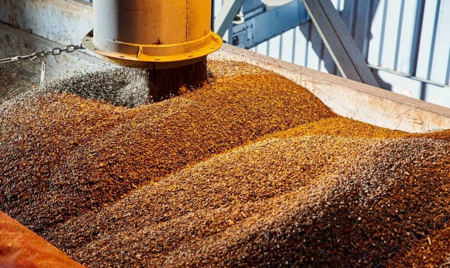 Skup zboża - jak wspieramy lokalnych producentów rolnych