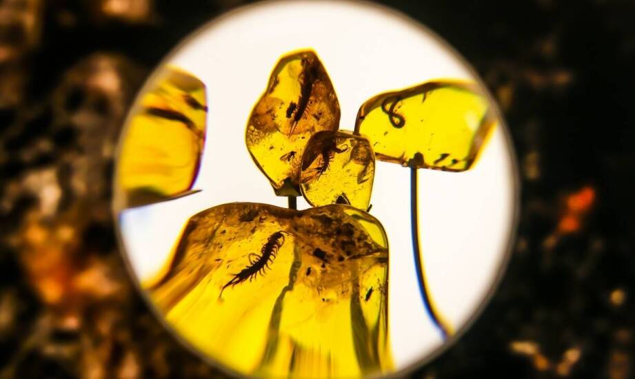 Mikropale w kontekście zmian klimatycznych: adaptacyjne rozwiązania