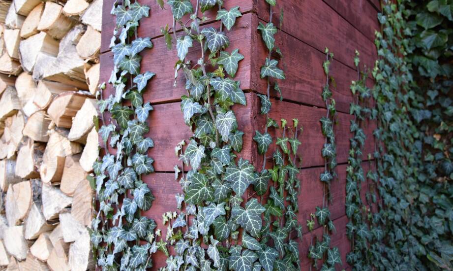 Drewutnie jako element nowoczesnej architektury ogrodowej