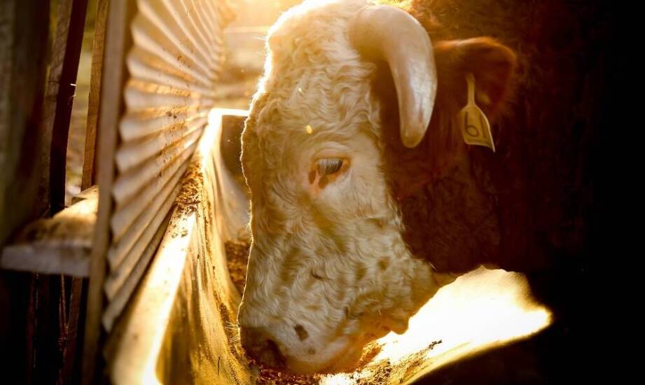 Wpływ zrównoważonego żywienia na zdrowie zwierząt hodowlanych