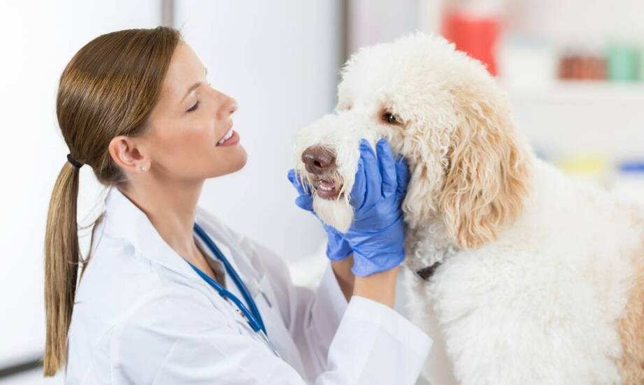 Weterynarz stomatolog: jakie są objawy problemów z zębami u psa?