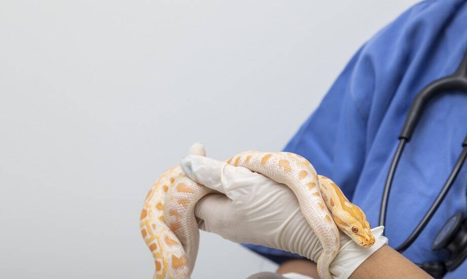 Czy do leczenia zwierząt egzotycznych weterynarz musi posiadać specjalizację?